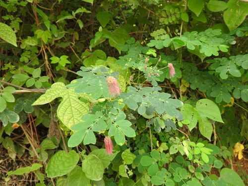 Schott's stickpea (Zapoteca formosa)