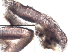 Collema subnigrescens