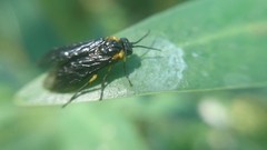 Adurgoa gonagra