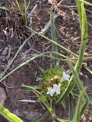 Crabbea angustifolia