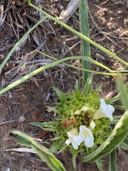 Crabbea angustifolia