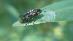 Adurgoa gonagra