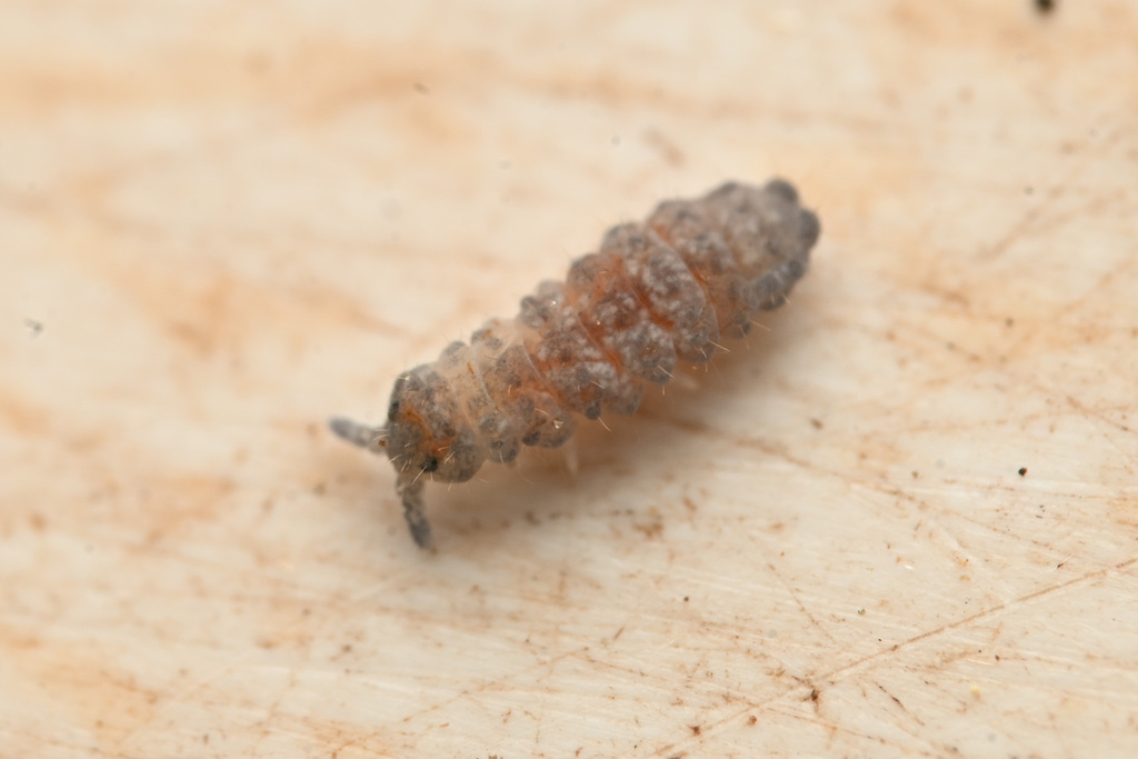 Promorulina