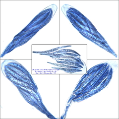 Collema subnigrescens