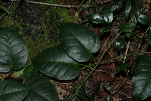 Coast Tylophora (Vincetoxicum polyanthum)
