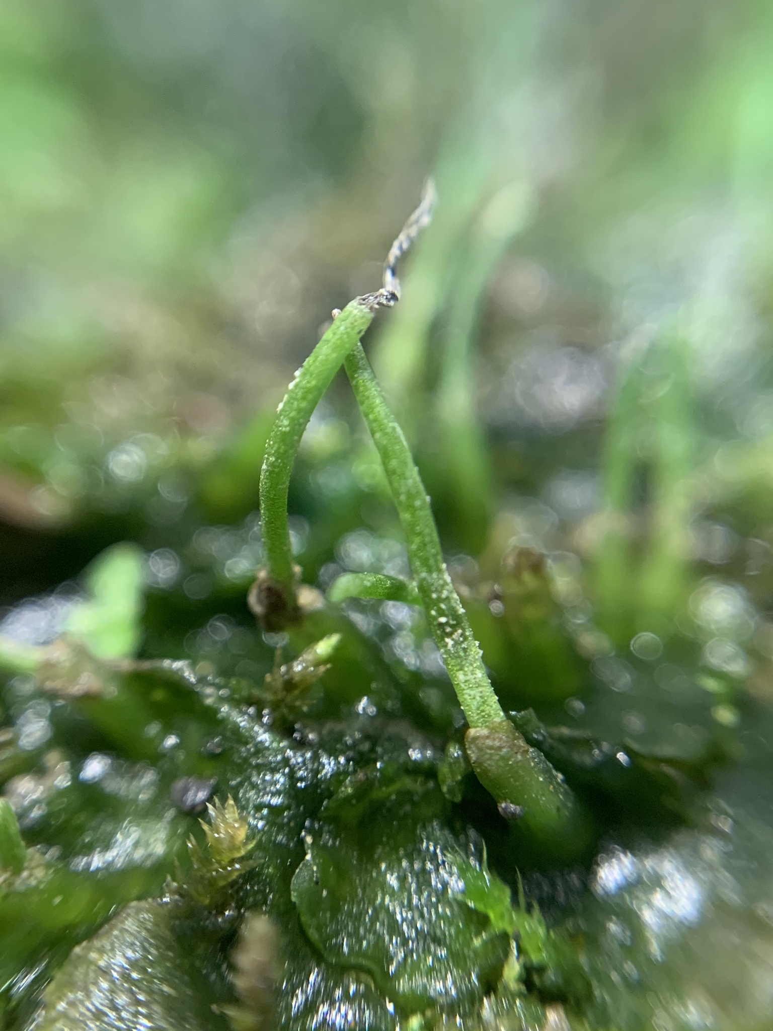 Anthoceros adscendens