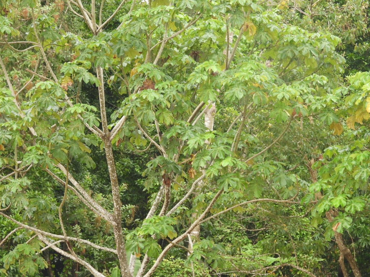 Cecropia membranacea