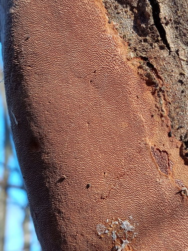 Taškuotoji kempinė nuotrauka