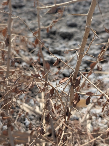 camelthorn (Alhagi pseudalhagi)