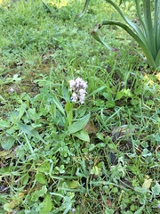 Neotinea conica