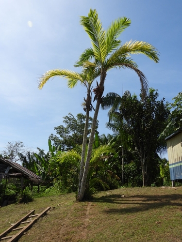 Bactris gasipaes, photograph 5