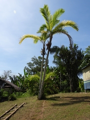 Pfirsichpalme (Bactris gasipaes): Herkunft und Verwendung — Foto 3