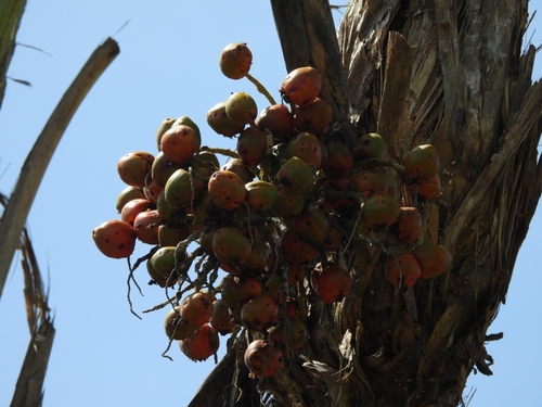 Bactris gasipaes, photograph 6