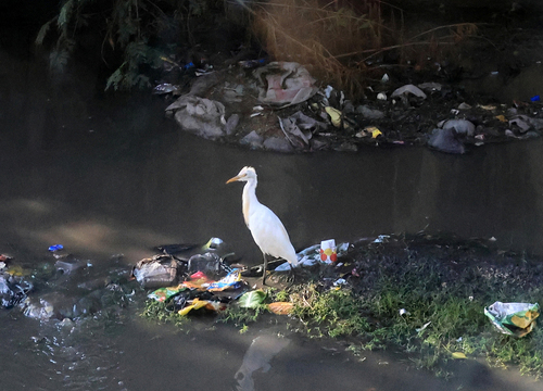 Eastern Cattle-Egret