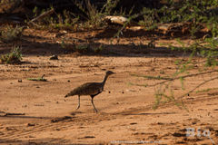 Eupodotis ruficrista