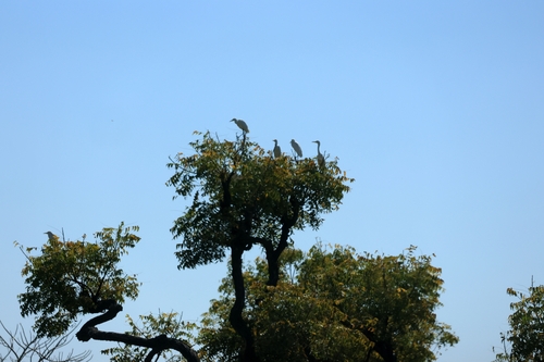 Eastern Cattle-Egret
