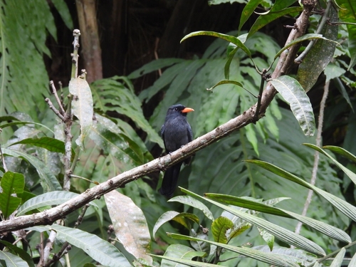 Black-fronted Nunbird (Monasa nigrifrons), photo 9