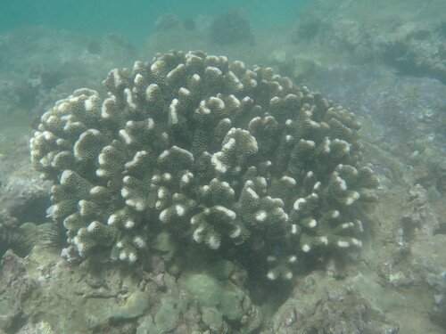 Pocillopora grandis observed 2026-02-25