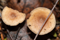 Strobilurus esculentus