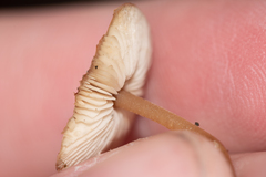 Strobilurus esculentus