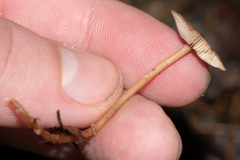 Strobilurus esculentus