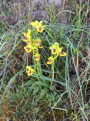 Ophrys lutea lutea