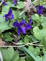 Viola odorata