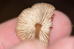 Strobilurus esculentus