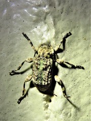 Leptostylus transversus