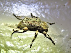 Leptostylus transversus