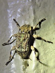 Leptostylus transversus