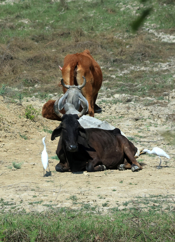 Eastern Cattle-Egret