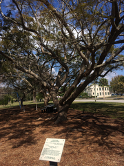 Jacaranda acutifolia