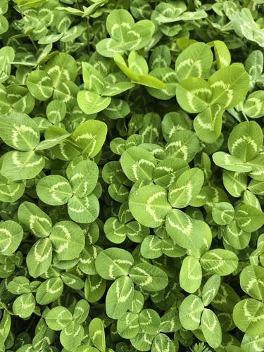 white clover