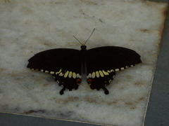 Papilio polytes