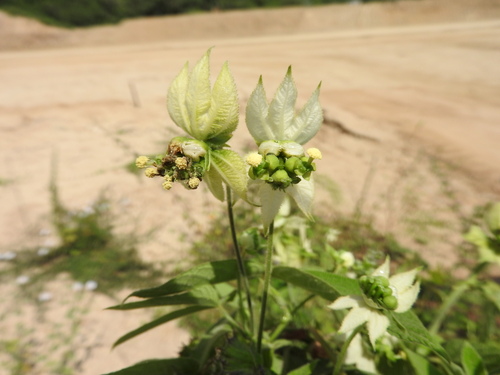 Dalechampia scandens (Dalechampia scandens)