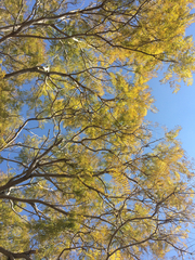 Jacaranda acutifolia