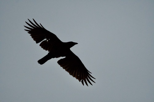 American Crow