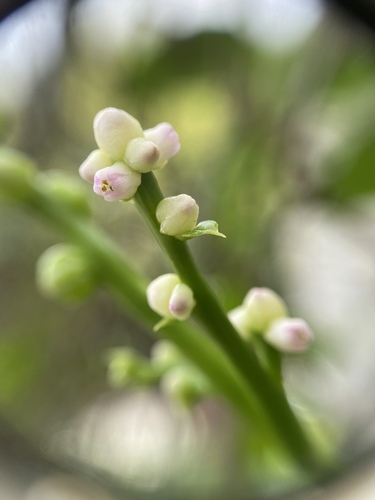 Malabar spinach (Basella alba)
