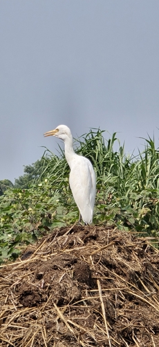 Eastern Great Egret