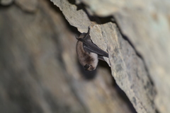 Myotis atacamensis