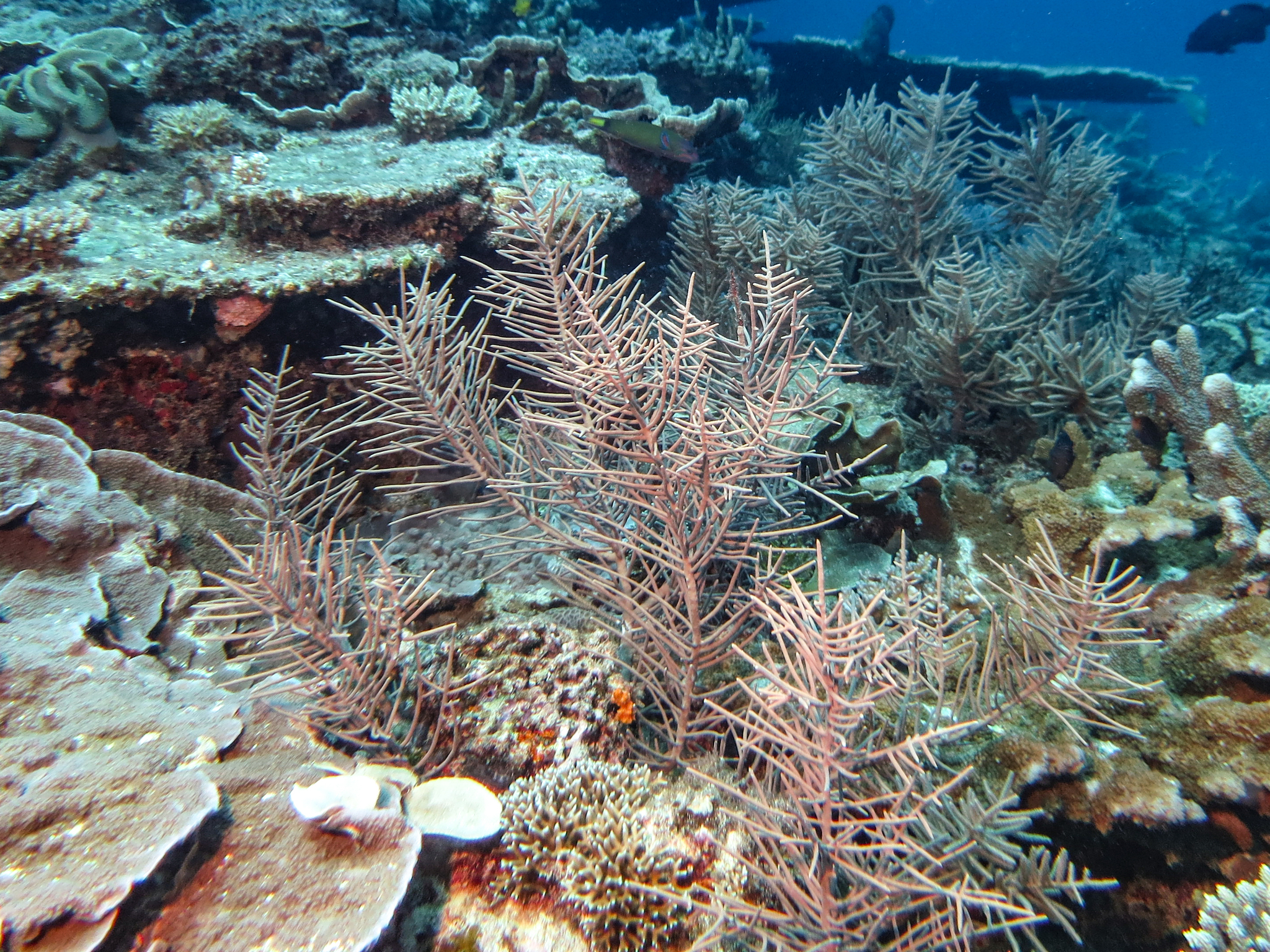 Pinnigorgia flava (Nutting, 1910)