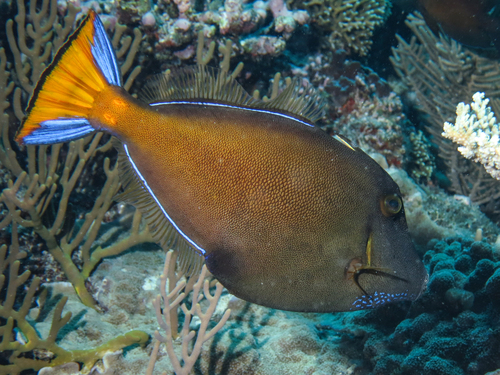 Largescale leatherjacket (Cantheschenia grandisquamis) — Monacanthidae