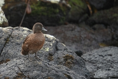 Campbell Teal photo 5