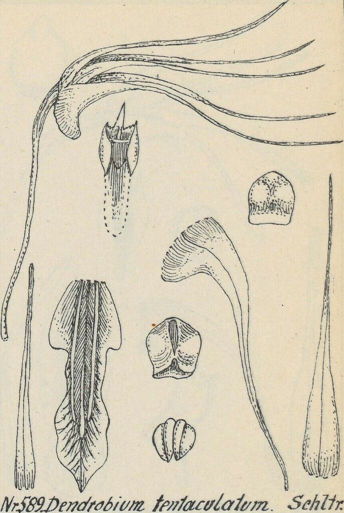 Dendrobium tentaculatum