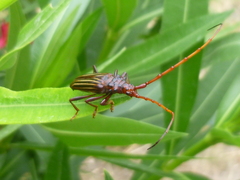 Chydarteres striatus