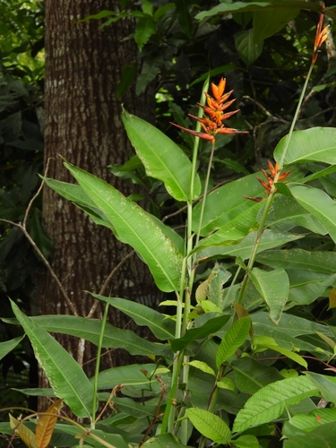 Heliconia hirsuta, photograph 2