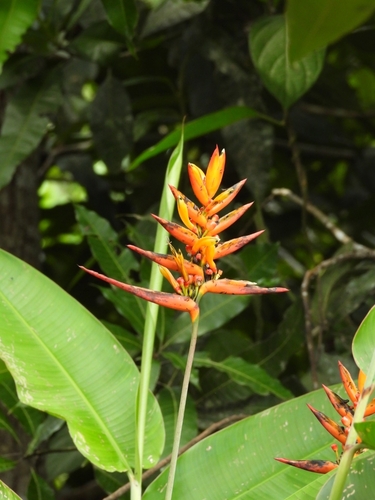 Heliconia hirsuta, photograph 3