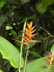 (c) Marcio Santos Ferreira, some rights reserved (CC BY) Heliconia hirsuta, photograph (c) Marcio Santos Ferreira, some rights reserved (CC BY)