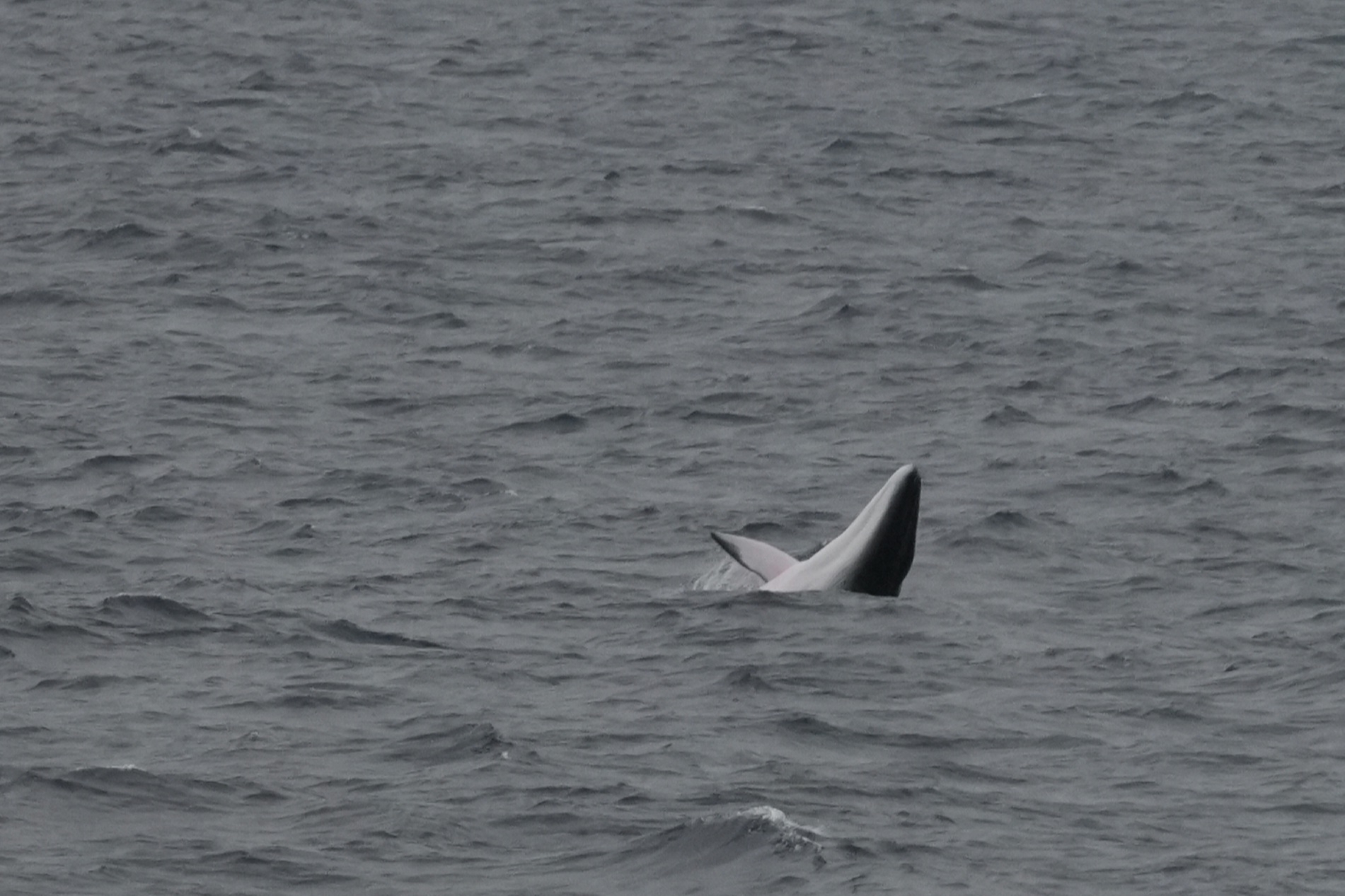 Balaenoptera bonaerensis